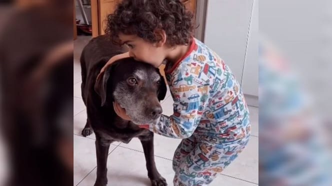 niño besa perro