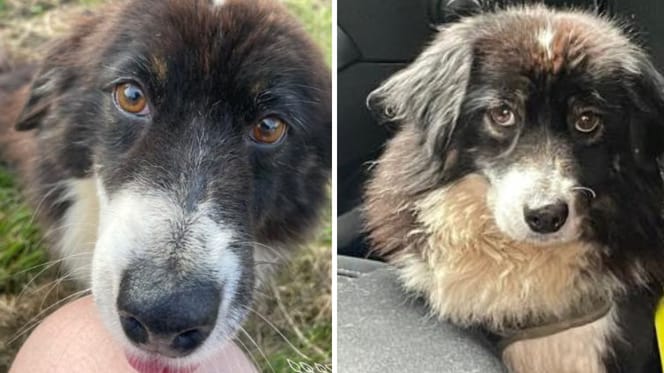 Nolly, mini Amerikaanse Herder teefje ter adoptie