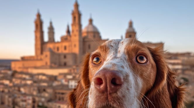 Nombres aragoneses para perros