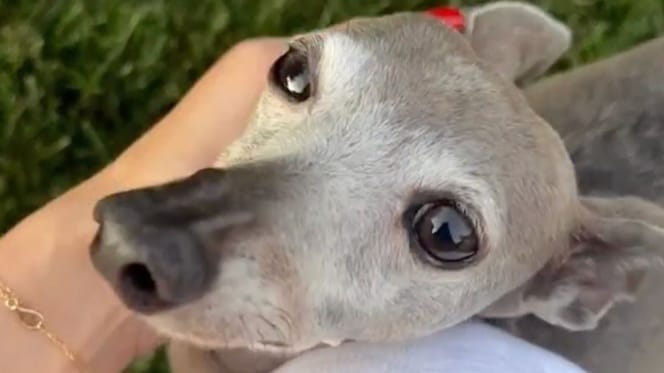 Norman, Kylie Jenner's dog