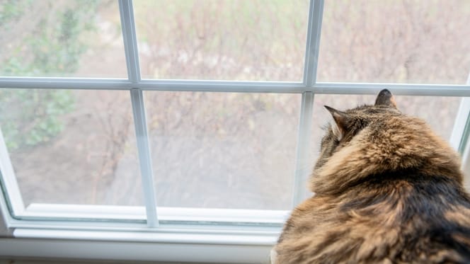 Norwegische Waldkatze schaut aus dem Fenster