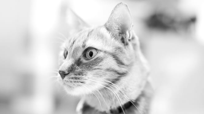 nostaligsche kattennamen