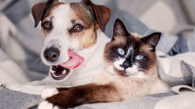 obowiązkowe czipowanie psów i kotów