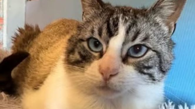 ojitos-gato-adopcion