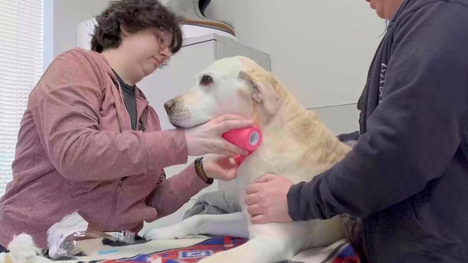 Olivia the therapy dog