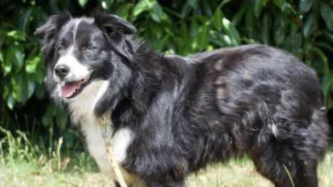 Olly, chien Border Collie à adopter