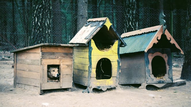 Onder de honderden verwaarloosde dieren onder meer honden en katten