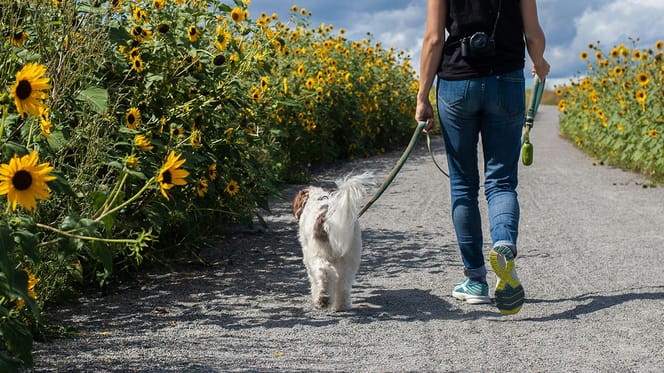 Op veel plekken in Nederland staalslakken die giftig zijn voor honden