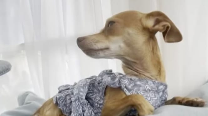 De hond Opal
