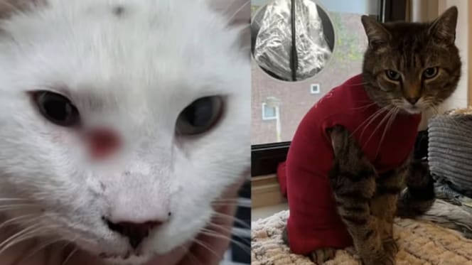 Opnieuw kat beschoten in Eindhoven