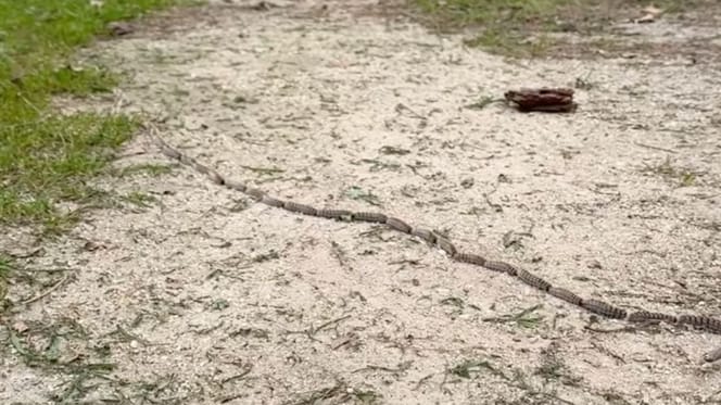 oruga-procesionaria-del-pino-en-el-campo