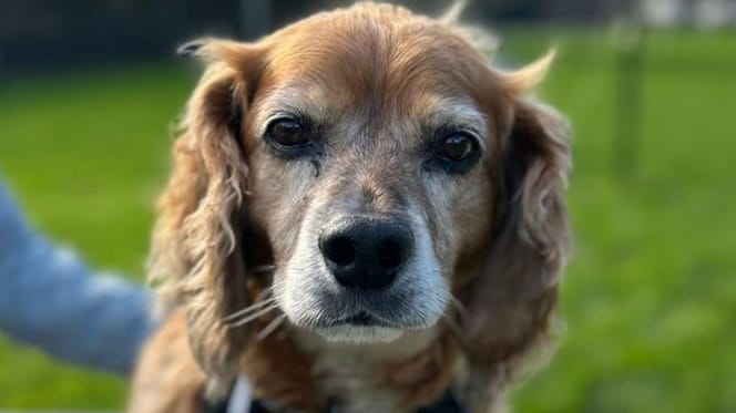 Oscar is op zoek naar een nieuw thuis. Adopteer jij hem?