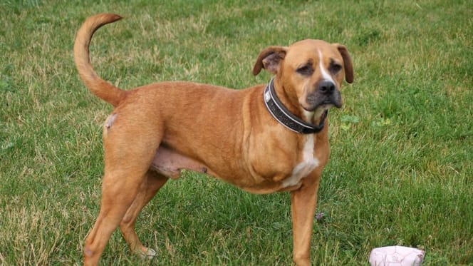 Osslo, hond ter adoptie