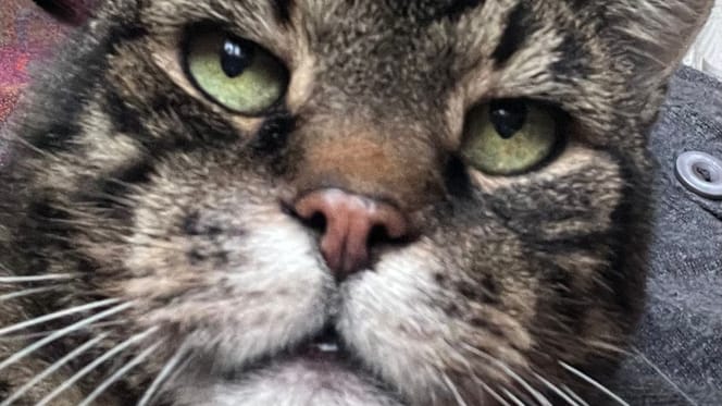 Othello, un chat de 15 ans