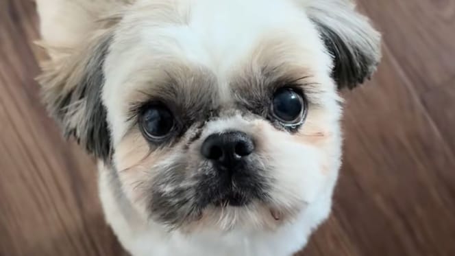 Otto le chien