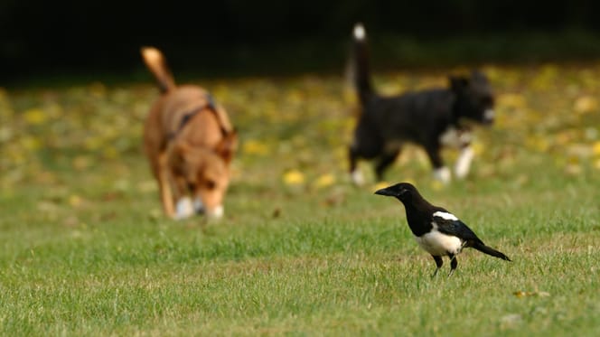Overheid komt met gratis vogelgriep test voor honden en katten