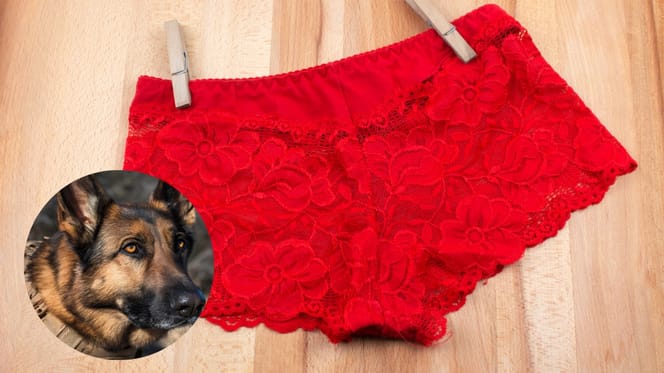 Owczarek niemiecki i bielizna