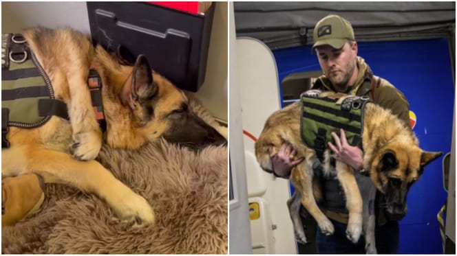 owczarek niemiecki w samolocie wojskowym z opiekunem