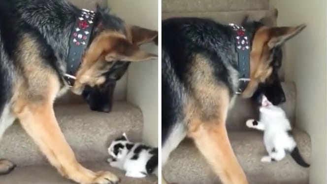 Owczarek Tennyson z kotkiem Moo