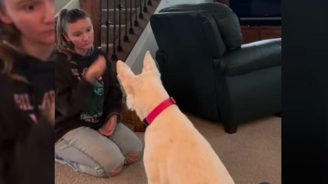 Owner communicating with deaf dog