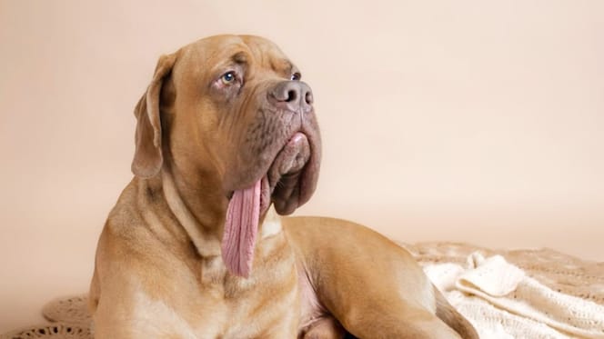 Der Hund Ozzy
