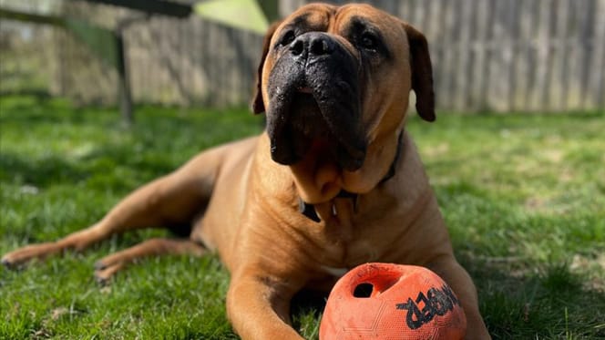 Pablo is op zoek naar iemand die hem adopteert. Ben jij diegene?