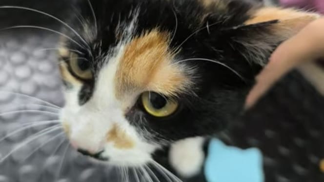 pacita-gata-adopcion-valladolid