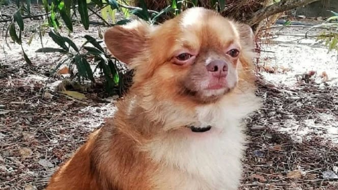 Paco il cane