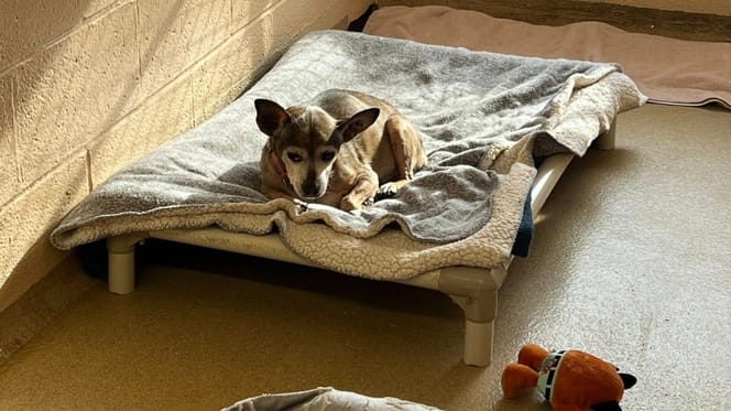 Paco, un chien senior de retour au refuge