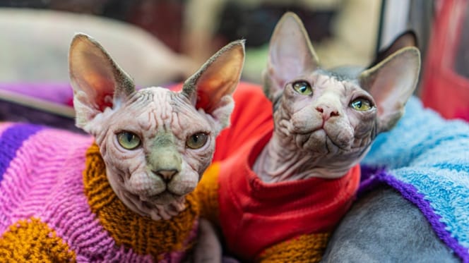 paises-bajos-prohibe-gato-sphynx-scottish-fold