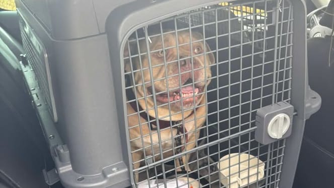 Pako, the dog abandoned in a taxi