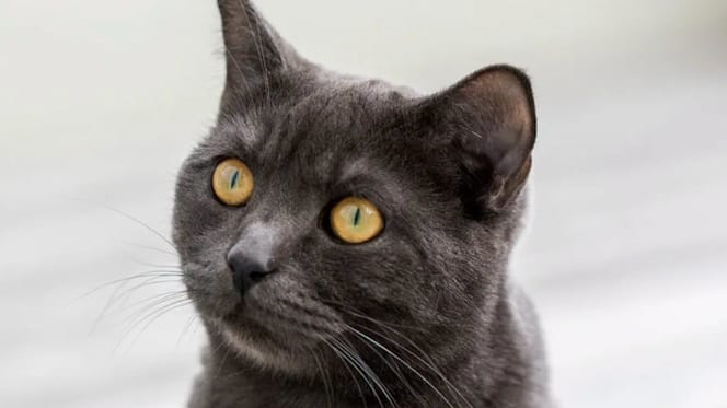 Pandora, gatta British Shorthair nera, ritrovata dalla sua famiglia dopo 6 anni da un incidente d'auto