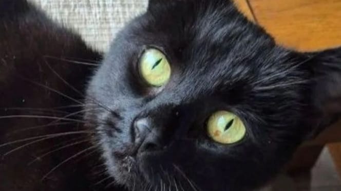 Pandora the cat