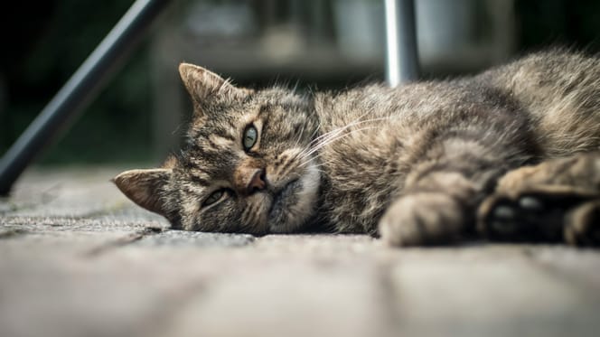 Paniek in Oosterbeek vanwege vergiftiging honden en katten