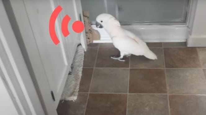 Papagei schimpft