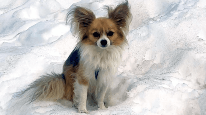 Papillon rescues owner from glacier