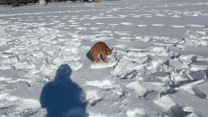 Frozen park in the snow