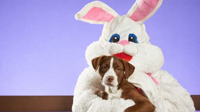 Pasen vieren met honden en katten in huis?