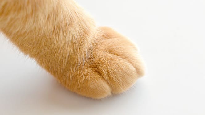 ginger cat paw