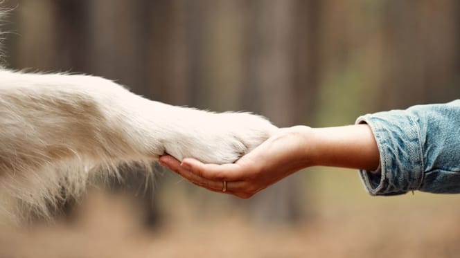 patte chien et main