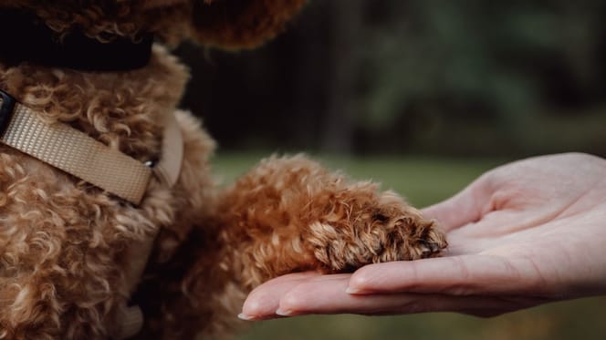 patte chien et main d'humain