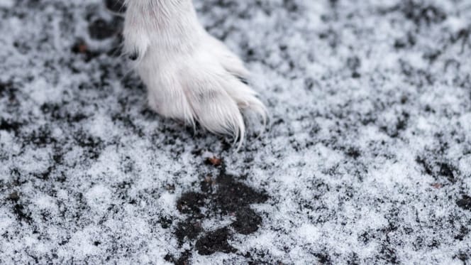 Poot van een hond in de sneeuw