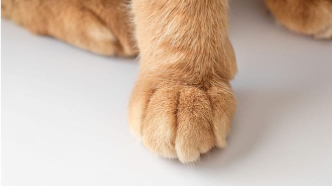 pattes chat roux