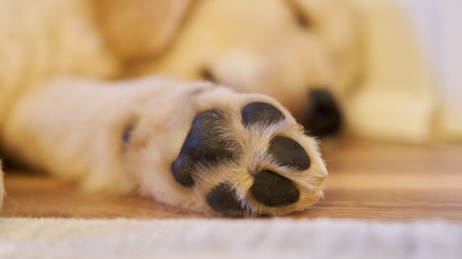 Pattes chiot Golden Retriever