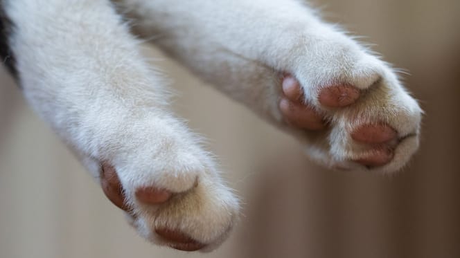 pattes d'un chat