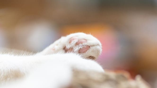 zampe di gatto