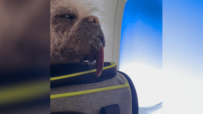 Peggy the Pugese looking out of plane window