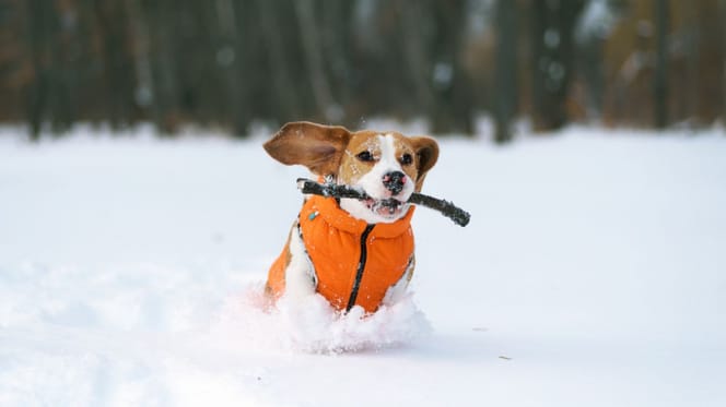 peis w ubranku na śniegu
