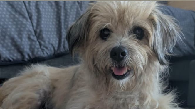 Peluche la chienne