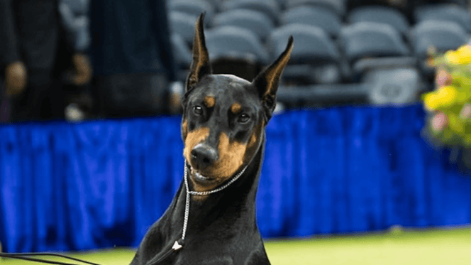 Penny il dobermann